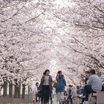 待ち遠しい春はもうすぐそこ！高知の桜の開花予報と名所をご紹介します【県内各所】