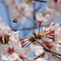 待ち遠しい春はもうすぐそこ！高知の桜の開花予報と名所をご紹介します【県内各所】