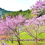 奥四万十博に先がけ桜が満開の津野町(旧葉山村)の風車の下、駄馬みどりの広場に行ってみた♪
