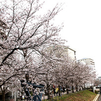 お花見シーズン突入！桜のきれいなスポットを巡ってみた！【高知市・南国市】