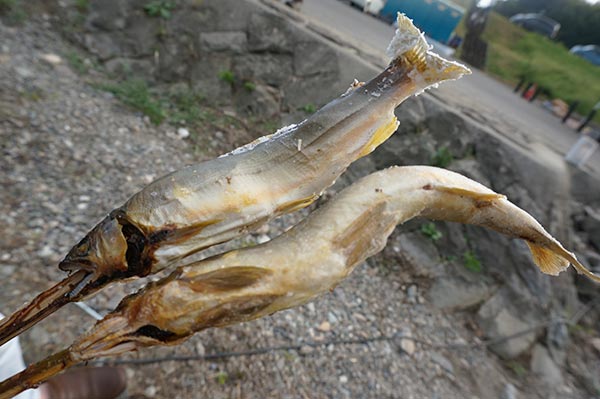 「神楽と鮎と酒に酔う」 鮎の塩焼き2本