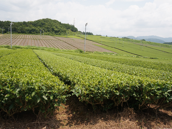 錦山カントリークラブ手前の茶畑