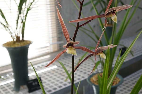 牧野植物園 土佐寒蘭 麗冠