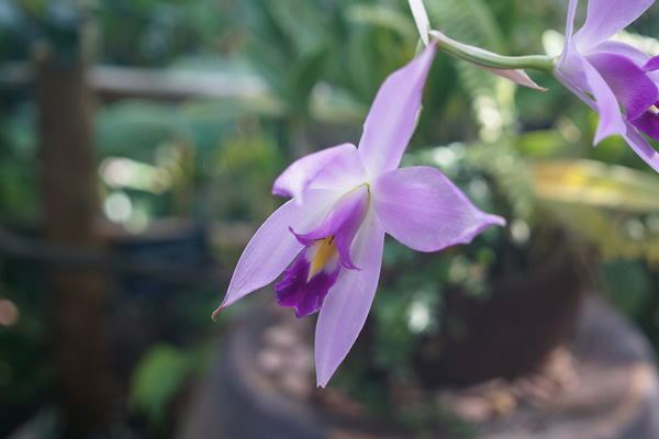 牧野植物園 鮮やかな花