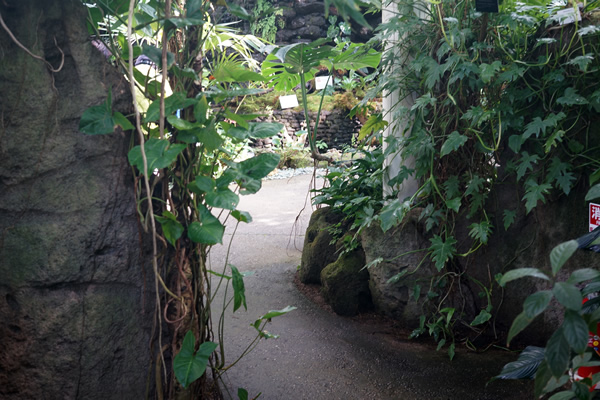 牧野植物園 右カーブ通路