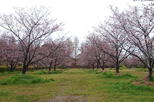 針木浄水場 運動・自然公園 広場