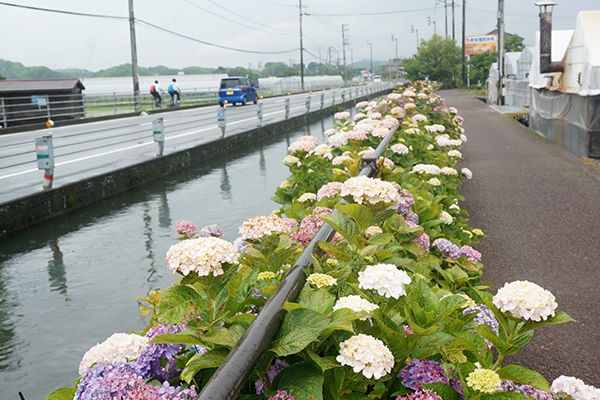 春野 あじさい街道一望