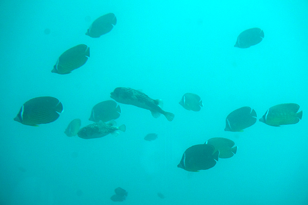 足摺海底館 海底の魚01