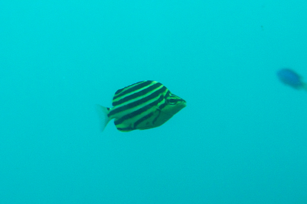 足摺海底館 海底の魚02