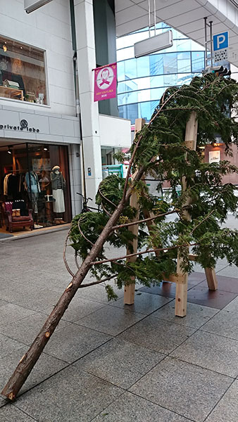 第10回高知もくもくランド2014の杉の木・・・花粉怖い