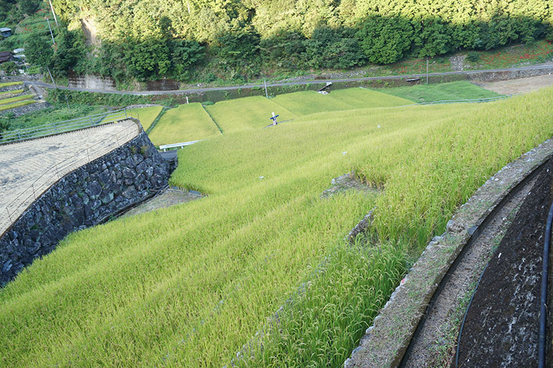 津野町 貝ノ川の棚田の風景