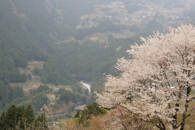 仁淀川町のひょうたん桜道中から臨む景色