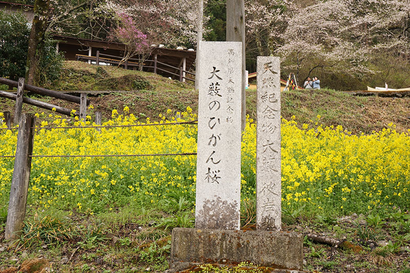 仁淀川町のひょうたん桜別名大藪のひがん桜