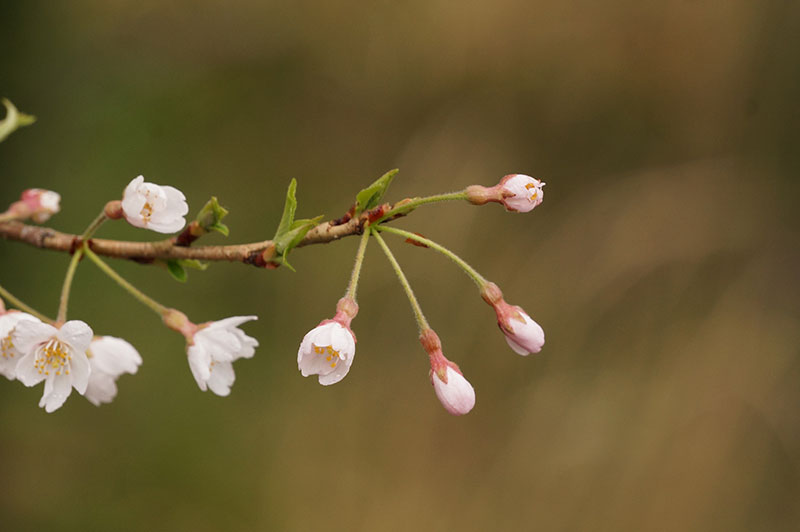 仁淀川町のひょうたん桜のつぼみ