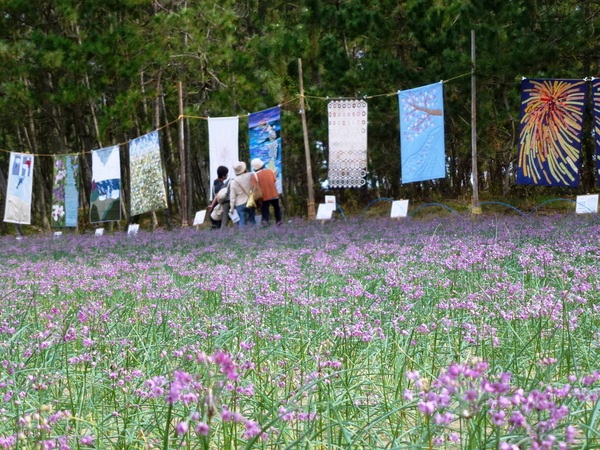 入野海岸のラッキョウ畑